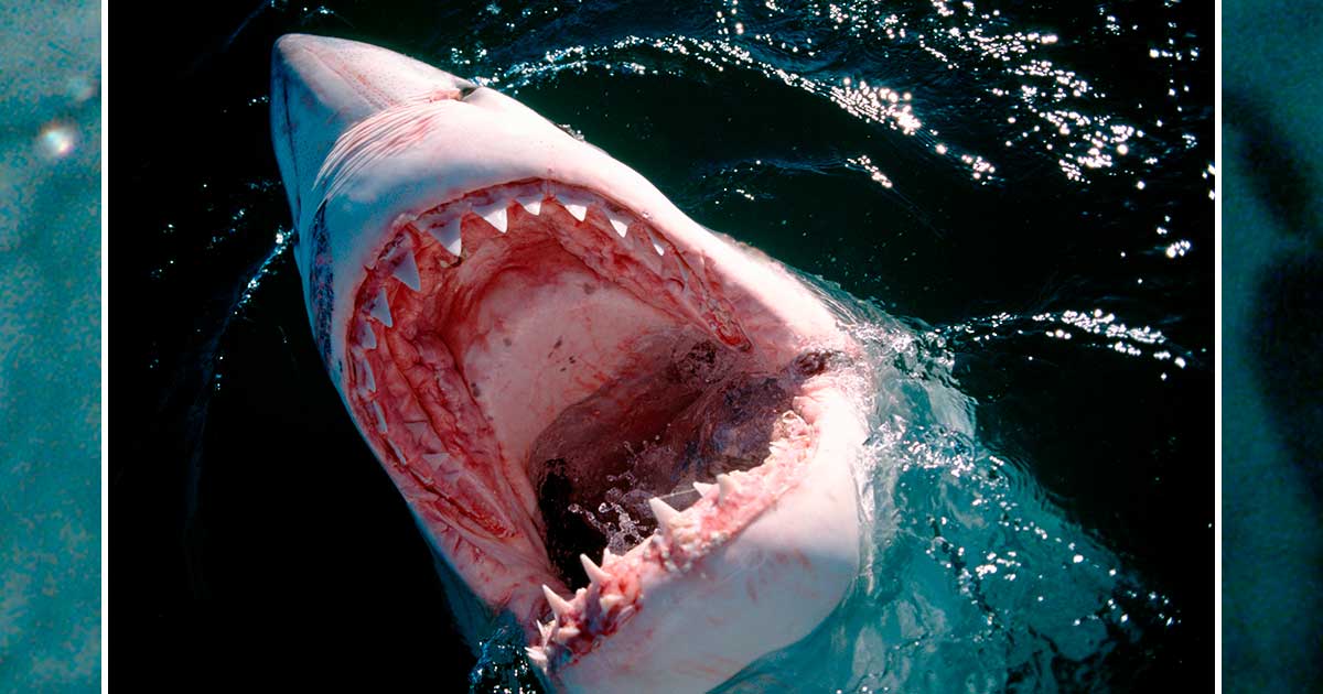 Shark Attacks: Real-Life Jaws Stories of Deadly Shark Attacks