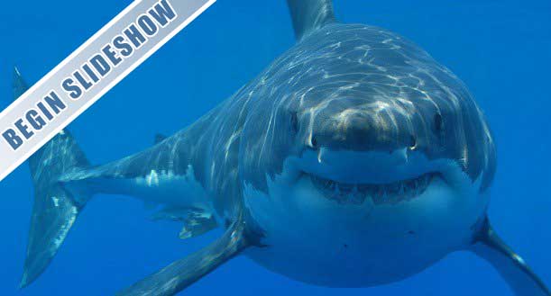 20 Of the Worst Shark Attacks Ever Recorded