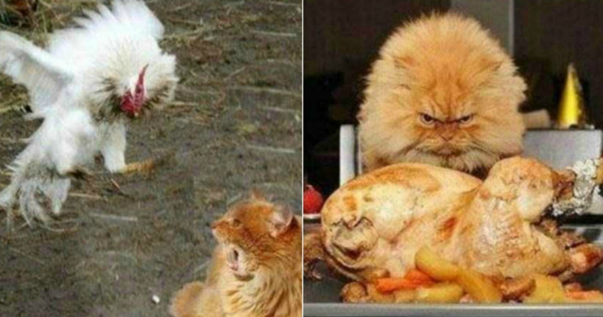 hilarious before and after photos